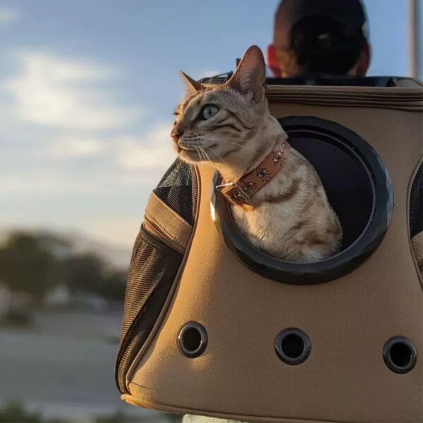 Space Cat & Dog Backpack, Pet Carrier, Portable Bag